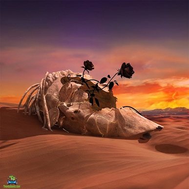 Album 'Black Rose' by Mehdi Ribati (2020 Music Album)