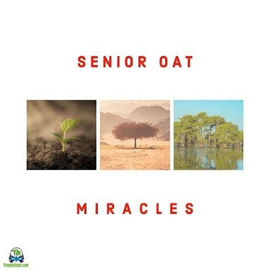 Album 'Miracles' by Senior Oat (2024 Music Album)