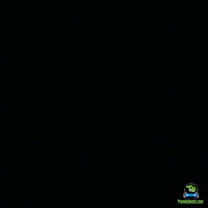 Album 'Donda' by Kanye Omari West (2021 Music Album)