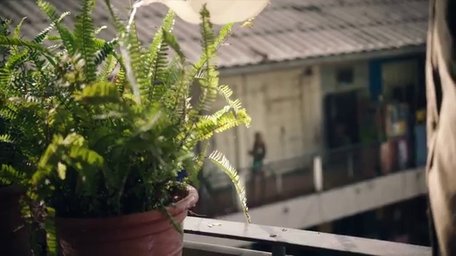 AcebergTM - Bella | Photo 2